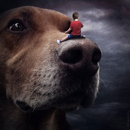 surreal-photoshop-images-shelter-animals-sarolta-ban-9