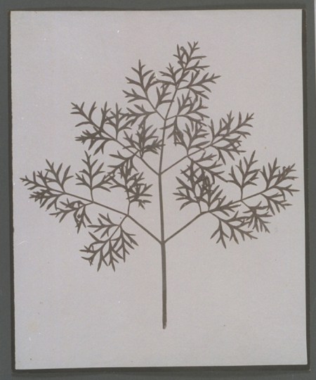 Βοτανική: δείγμα, c 1840, Ουίλιαμ Χένρι Φοξ Τάλμποτ (William Henry Fox Talbot). Από το πρώτο εικονογραφημένο με φωτογραφίες βιβλίο που κυκλοφόρησε ποτέ.
