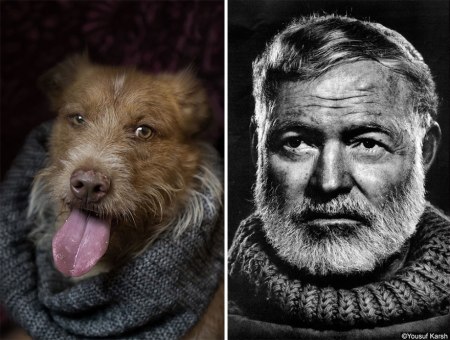 poetic-dogs-dan-bannino-8