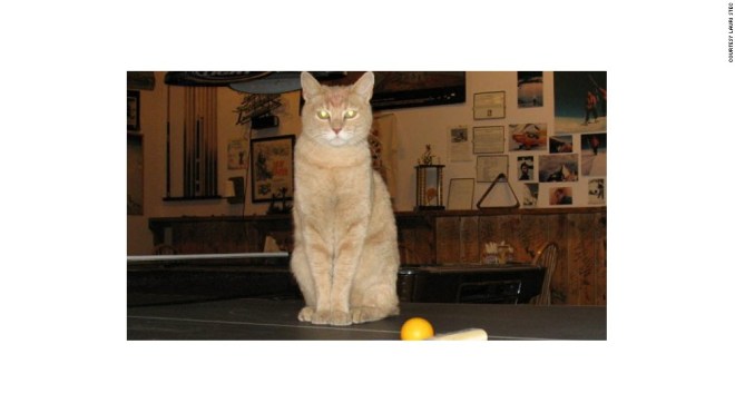 120717064055-stubbs-the-cat-mayor-of-talkeetna-horizontal-large-gallery