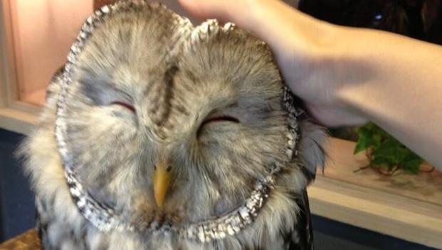 Γλαύκα ες Τόκυον