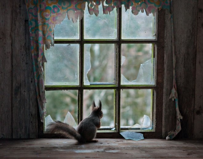 abandonedsquirrel