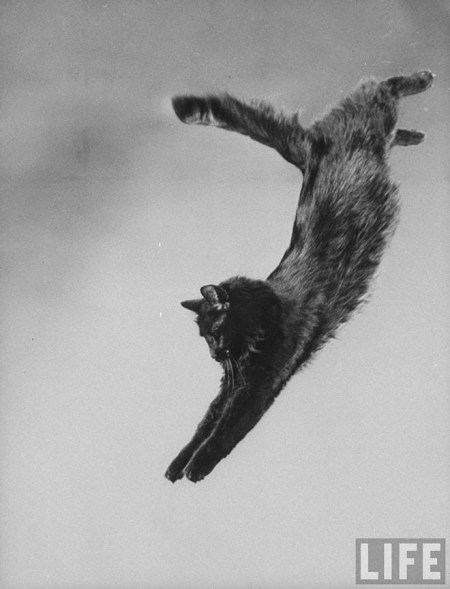 Blackie, Gjon Mili's Cat (1)