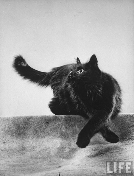 Blackie, Gjon Mili's Cat (2)