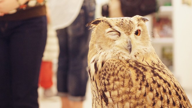 japan-owl-cafe-woe1