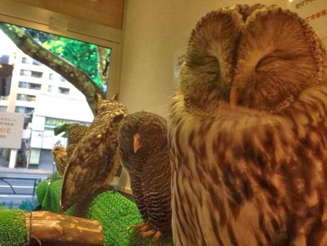Owl-Cafe-In-Japan-014