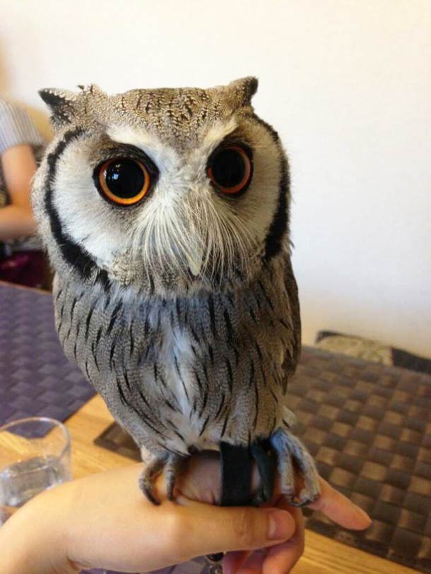 Owl-Cafe-tokyo-14