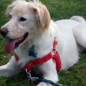 10881722_1516556575298453_2223638576768844982_n-300x300