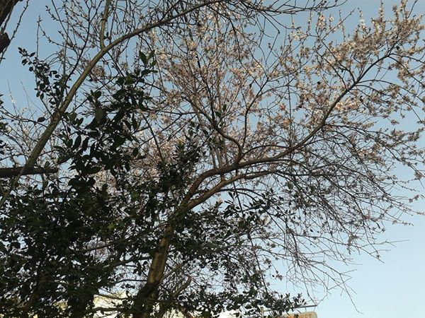 Η βιαστική αμυγδαλιά