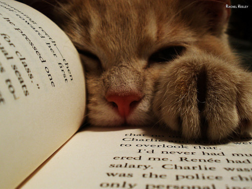 book-books-cat-cats-Favim.com-594147