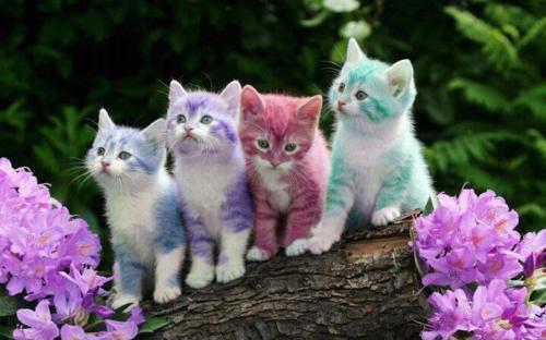 colorful-kittens-animals-31652537-500-312
