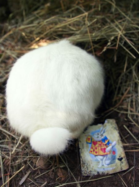 From-labs-to-Wonderland-dozens-of-rescued-animals-became-magic-models-in-Alice-style4__880