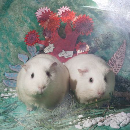 From-labs-to-Wonderland-dozens-of-rescued-animals-became-magic-models-in-Alice-style5__880