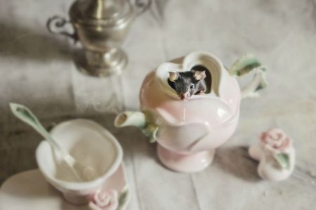 From-labs-to-Wonderland-dozens-of-rescued-animals-have-become-magic-models__880