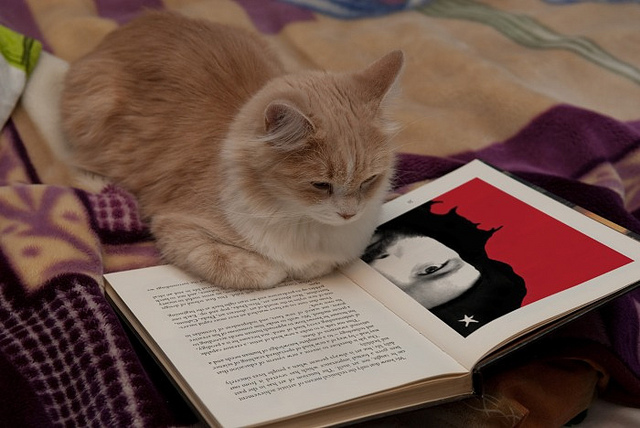reading-cat-3