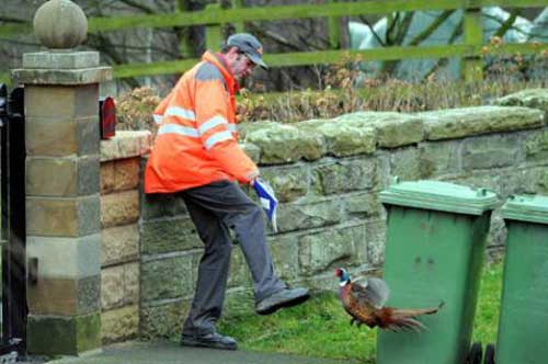 Unpleasant pheasant1
