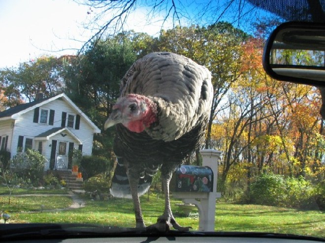 WildTurkey-Burlington-10-20-06c