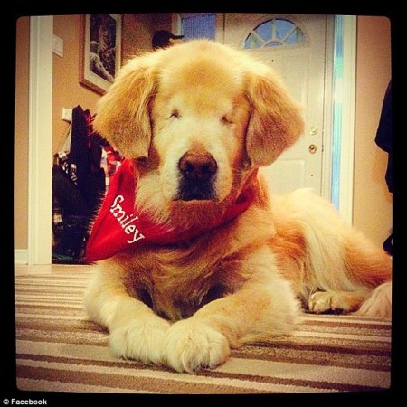 2684B13100000578-2988793-Blind_Smiley_is_prone_to_run_into_things_but_walks_around_very_c-a-100_1426024703881