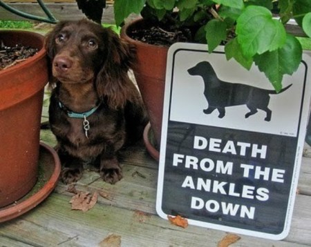 doxie_beware
