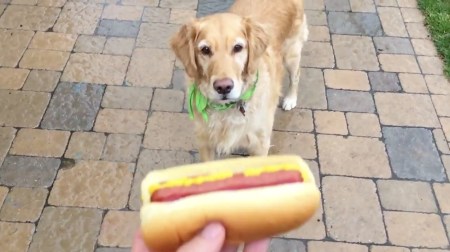 v0TLFMKlRhaQyEkcOU1q_Dog Can't Catch THUMB