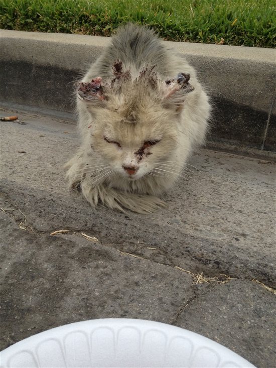 8585.Downey_2C00_CA_2D00_feral_2D00_cat