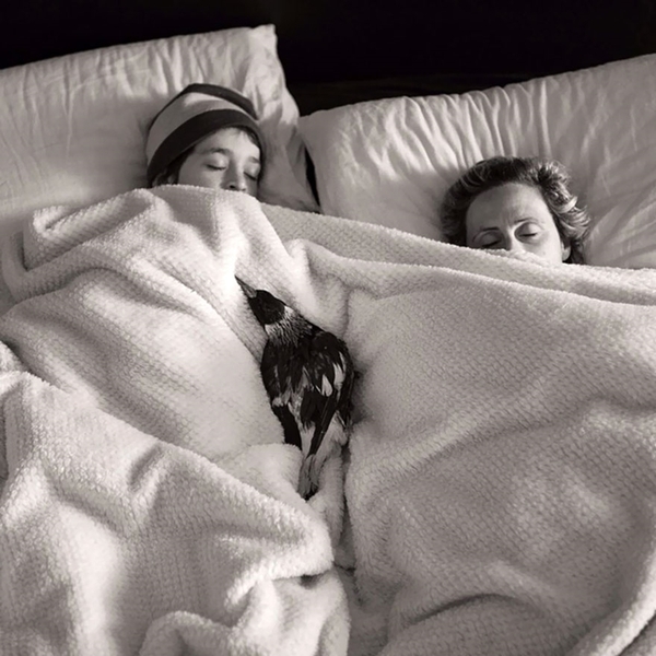 penguin-rescured-magpie-snuggles