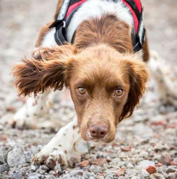 Assistance-dogs-and-dog-charities-2nd-place