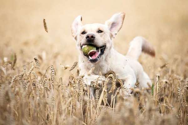 Dogs-at-play-2nd-place