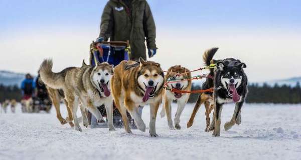 Dogs-at-work-3rd-place