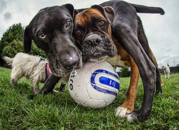 DPOTY-2014-Art-Burasz