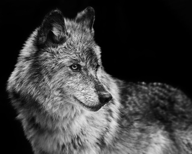 wolf_04