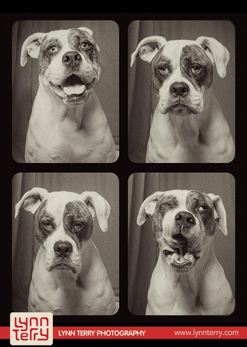 dogs-in-photo-booths-by-lynn-terry-1