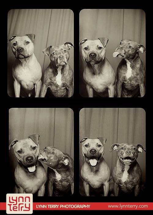 dogs-in-photo-booths-by-lynn-terry-11