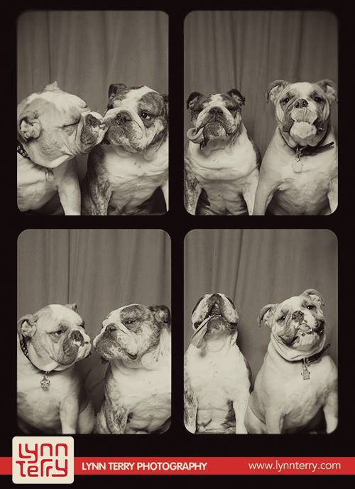 dogs-in-photo-booths-by-lynn-terry-3