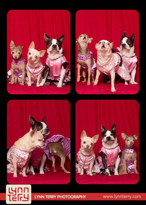 dogs-in-photo-booths-by-lynn-terry-5