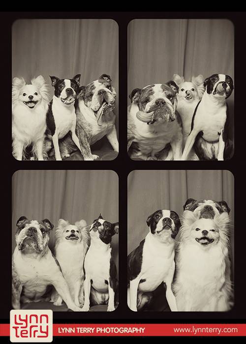 dogs-in-photo-booths-by-lynn-terry-7