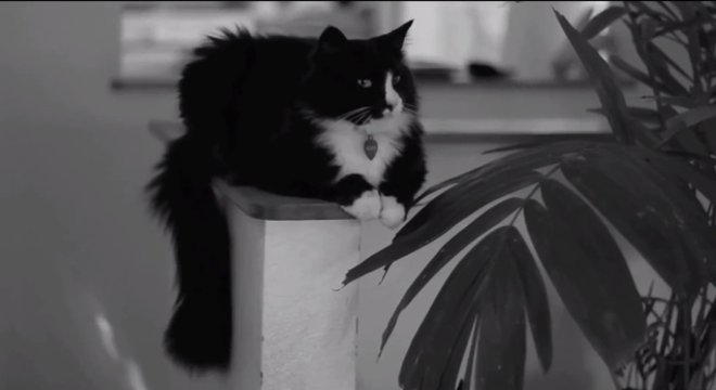 o-HENRI-THE-EXISTENTIAL-CAT-SITTER-facebook