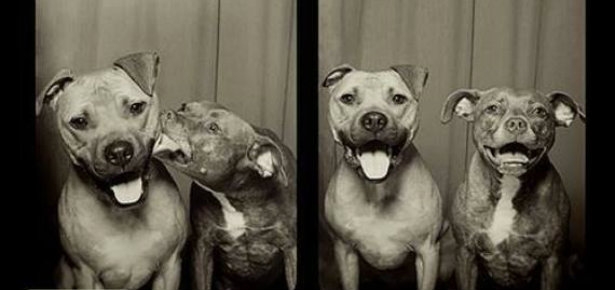 PitBullPhotoBooth1_0