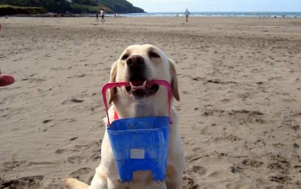 Λίγο κρασί, λίγο θάλασσα και ο σκύλος&nbsp;μου