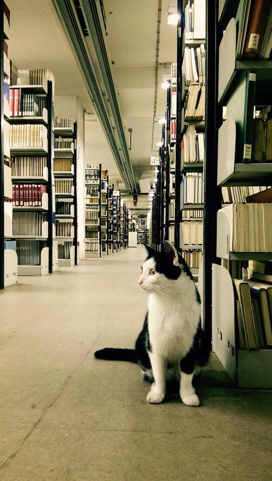 10917041_319264871616154_8793559965556983275_n