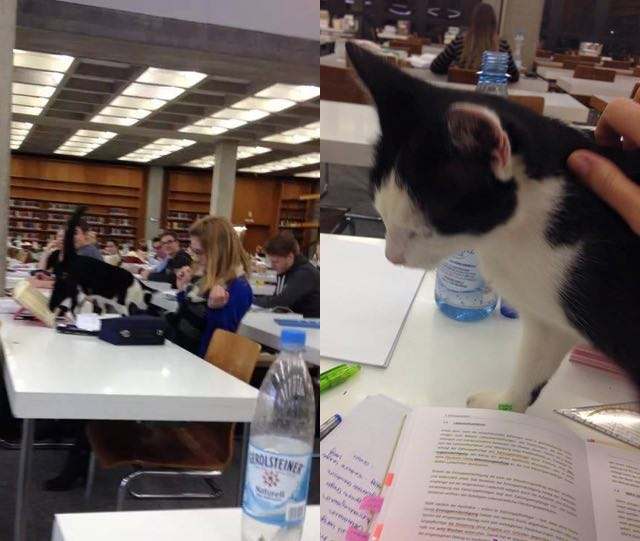 10929083_312227538986554_4834662456189871456_n