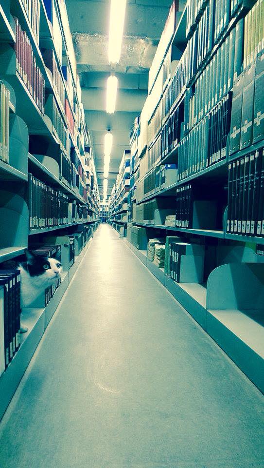 10985932_319265448282763_4752309986851658212_n