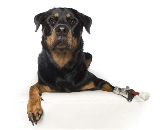 Savannah-2implant-in-leg-RIP1__880