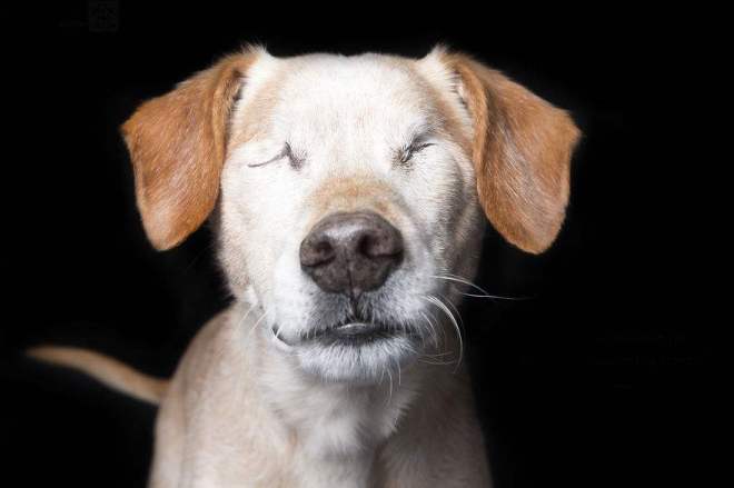 Scrappy-eded-no-eyes1__880