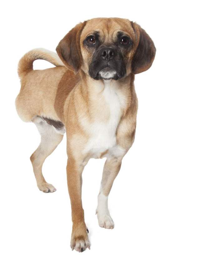 Tyson2-3-legs1__880