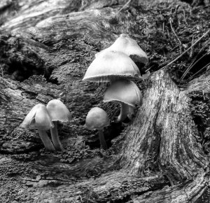 6-mushrooms-on-a-log