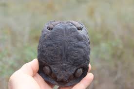 αρχείο λήψης (1)