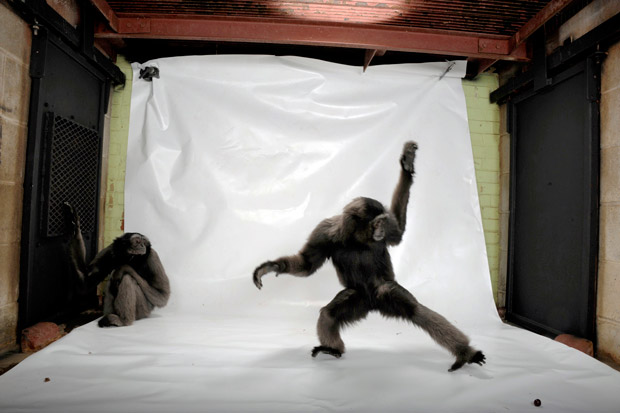 01-gray-gibbons-backdrop-620n