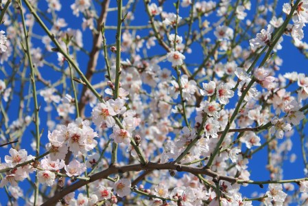 almond tree (2)