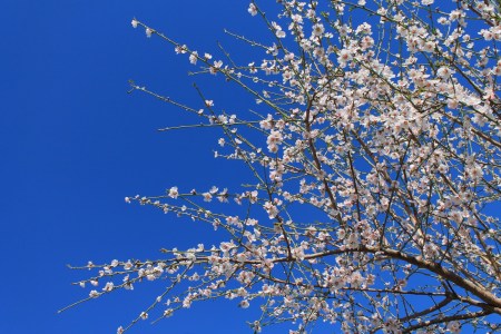 almond tree